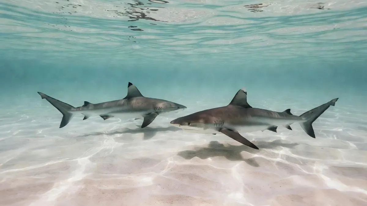 A blacktip reef shark gliding through the shallow turquoise water of Moorea's lagoon near the Hauru point area, with the sandy bottom and coral clearly visible through crystal-clear water