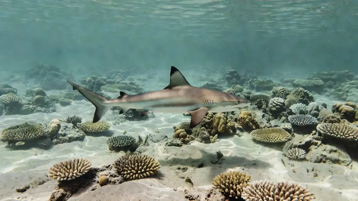 Snorkeling with Sharks in Moorea — Is It Safe? (2026 Guide)