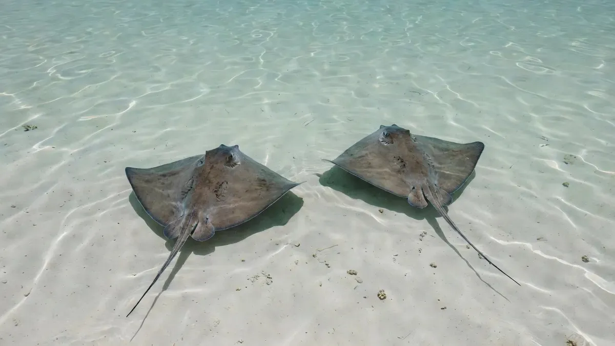 A Pacific stingray gliding over the sandy bed of Moorea's shallow stingray lagoon near Tiahura, with bright turquoise water and coral visible — the final stop on the Moorea Water Games sea scooter snorkeling tour