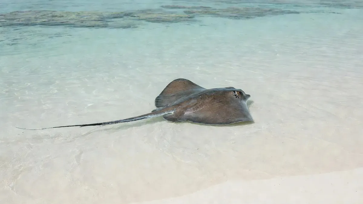 A Pacific stingray gliding across the white-sand Hauru sandbar in Moorea's shallow lagoon on the stingray and shark snorkeling tour
