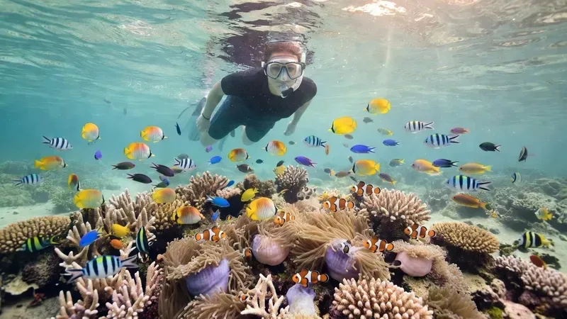 Snorkelers swimming above a vibrant coral reef in Moorea's turquoise lagoon on the Lagoon and Reef Snorkeling Tour with Drinks